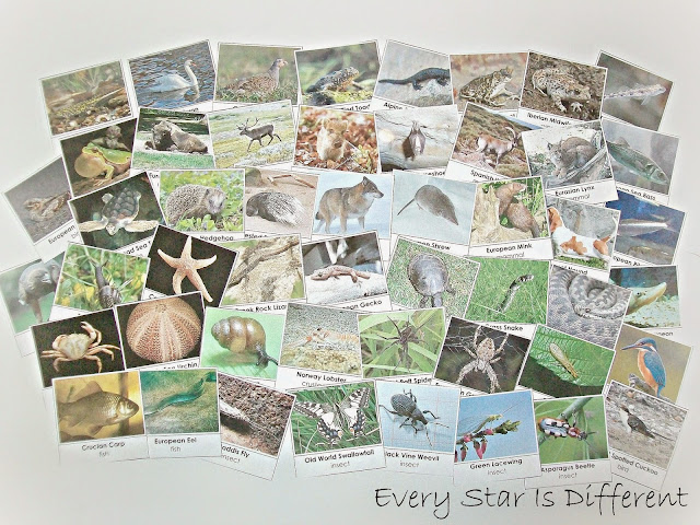 50+ European Animal Cards (Free Printable)