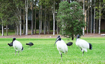 Ibis australiana