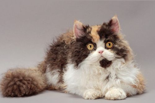 8 Ras Kucing Kaki Pendek yang Imut di Dunia