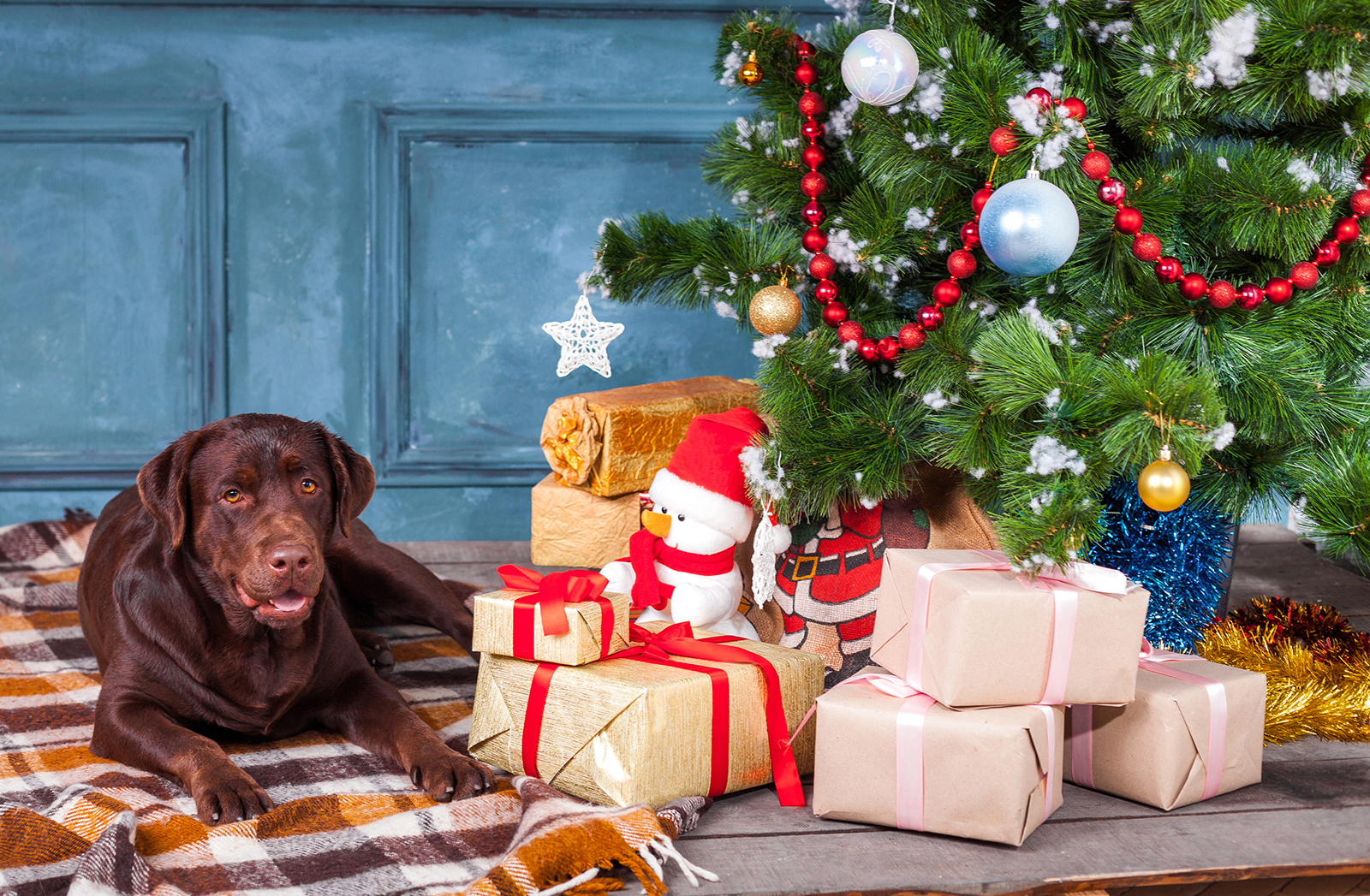 xmas presents for dog lovers