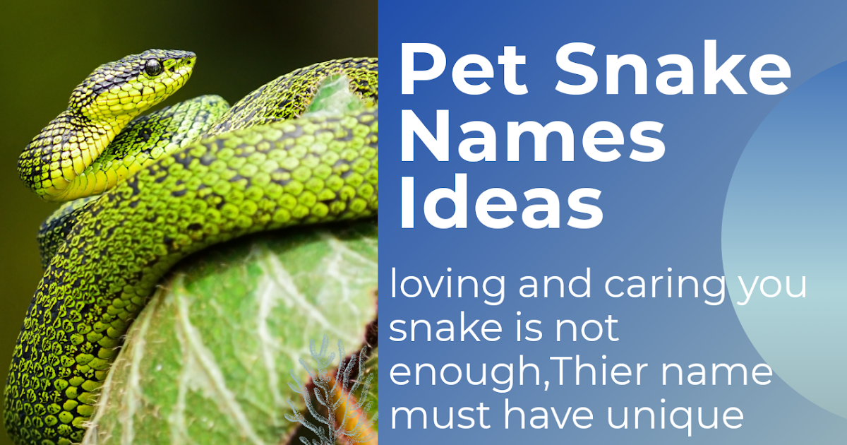 500+ Unique Snake Names ideas you Never seen BeforePet Snake Names ideas