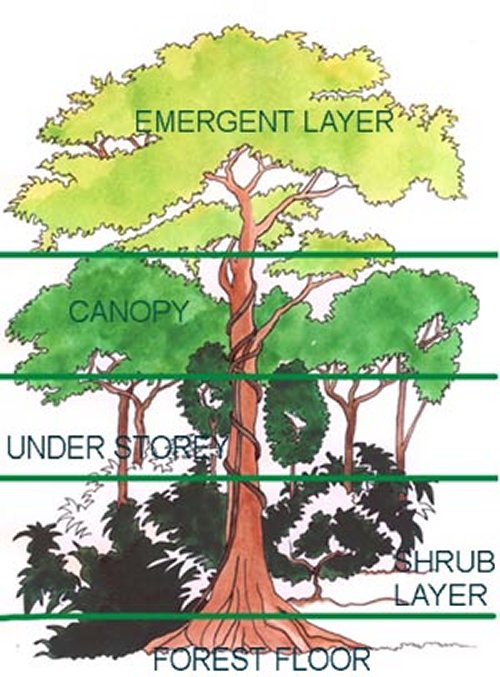 Diagram Of A Rainforest