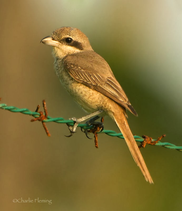 Charlie Fleming's Bird of the day. 