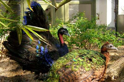 Merak Kongo Burung Penuh Rahasia Dari Jantung Afrika Re Tawon