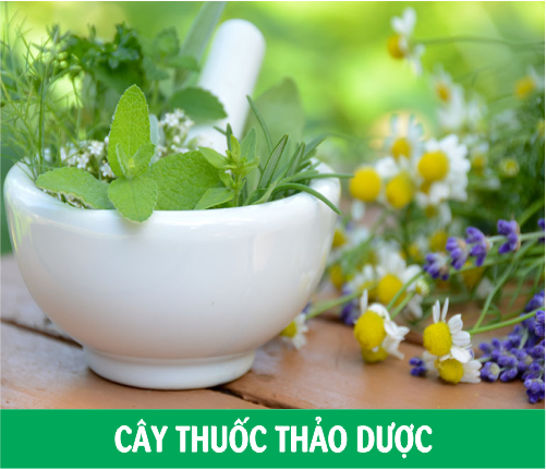 CÂY THUỐC