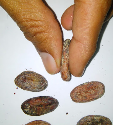 Grano de cacao plano. Grano de cacao plano.