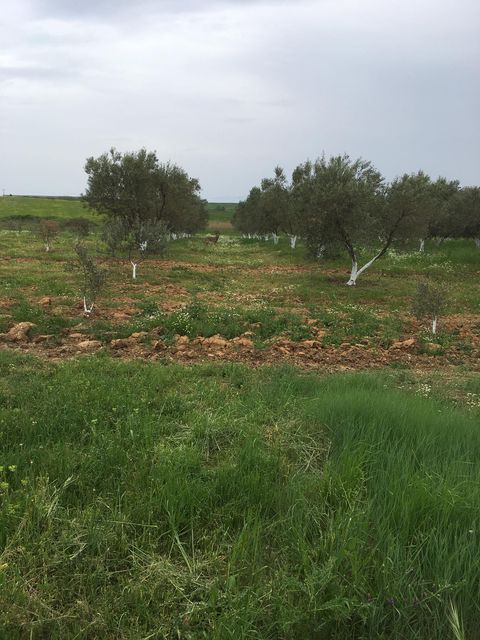 Ξάνθη: Τρεις λύκοι έξω από τη Μέλισσα