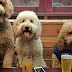 10 Things You Need to Understand If You Own A Goldendoodle