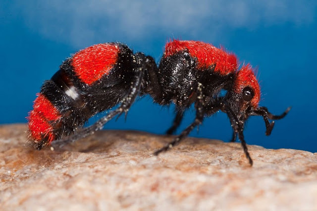 Оса немка или бархатный муравей (лат. Mutillidae)