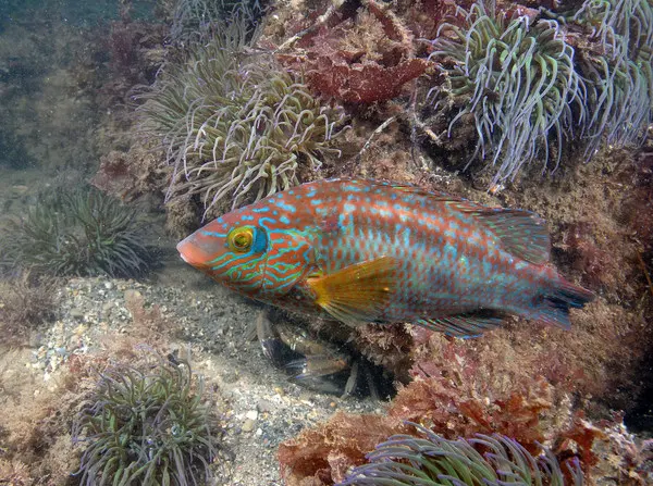 Corkwing Wrasse Photo copyright Paul Naylor/www.marinephoto.co.uk (All Rights Reserved)