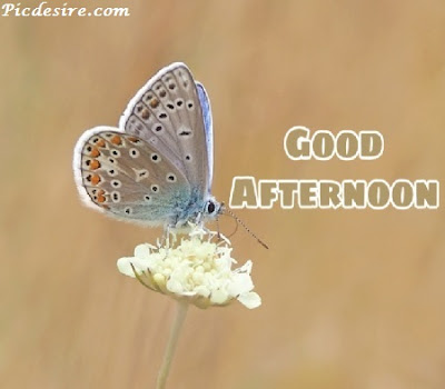 Best 50 Good Afternoon Images 2020 || Good Afternoon Images for Whatsapp Best 50 Good Afternoon Images 2020 || Good Afternoon Images for Whatsapp