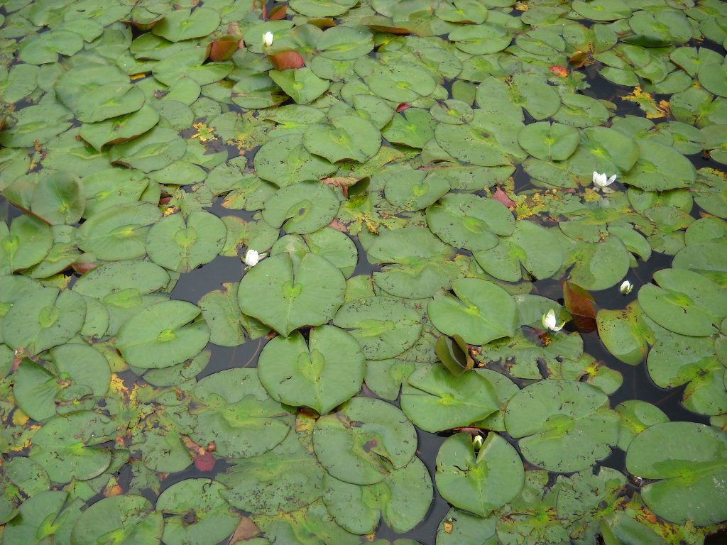 Daily Glimpses of Japan Water Lily And Lotus Photos And Haiku