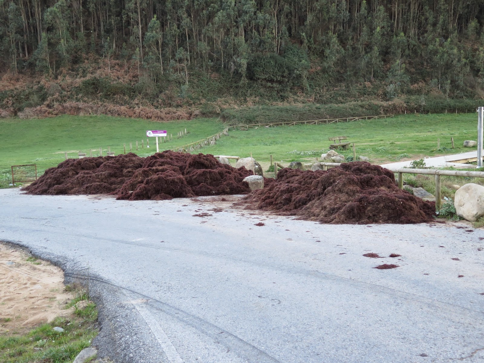 QUINTES-Mirador del Cantábrico: Recogida de ocle en playa España