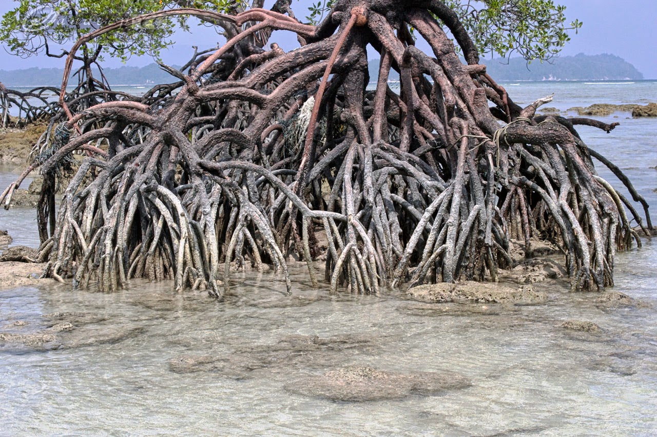 The Mangrove Roots