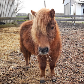 Vom Glück dieser Erde: Urlaub auf dem Küselhof und Reiterhof Witt auf Fehmarn. Die kleinen Shetland-Ponys erobern die Herzen der Kinder.