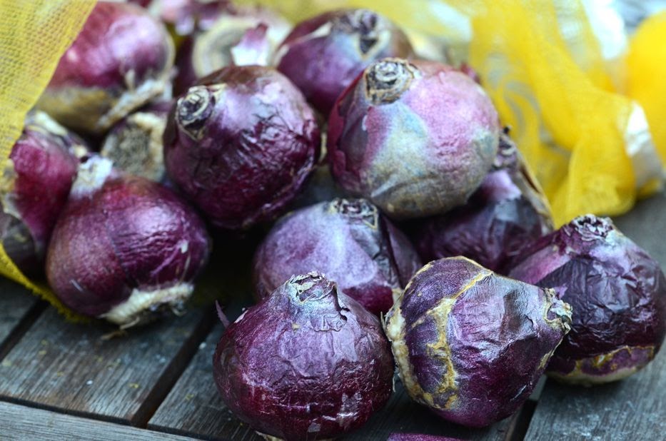 WHAT DO YOU DO WITH HYACINTH BULBS AFTER THEY BLOOM? The Garden of Eaden