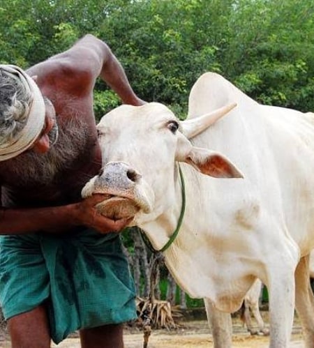 foot and mouth diseases in animals