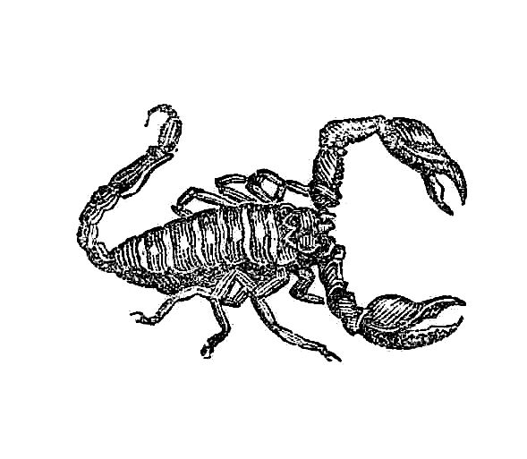 vintage insect clipart - photo #41
