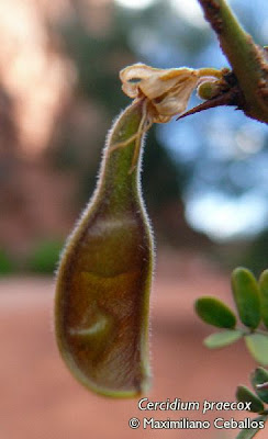 arboles nativos Brea Parkinsonia praecox