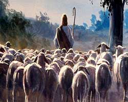 Pastor e as ovelhas