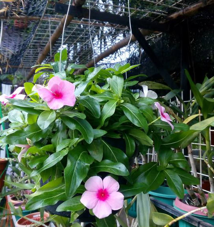 Sometimes As Mine In Garden Bosan Tanaman Gantung Daun Coba 10 Tanaman Gantung Berbunga Ini