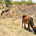 Muerte de ganado por sequía no rebasa 200 cabezas: Sedarpa