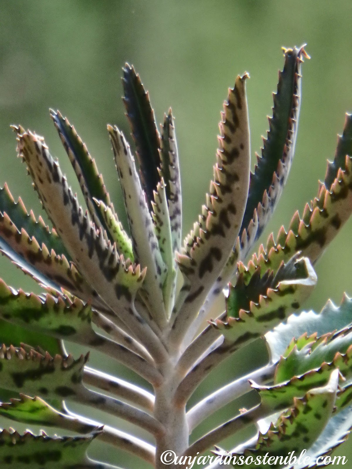 Fichas De Cactus Plantas Crasas Y Plantas Suculentas