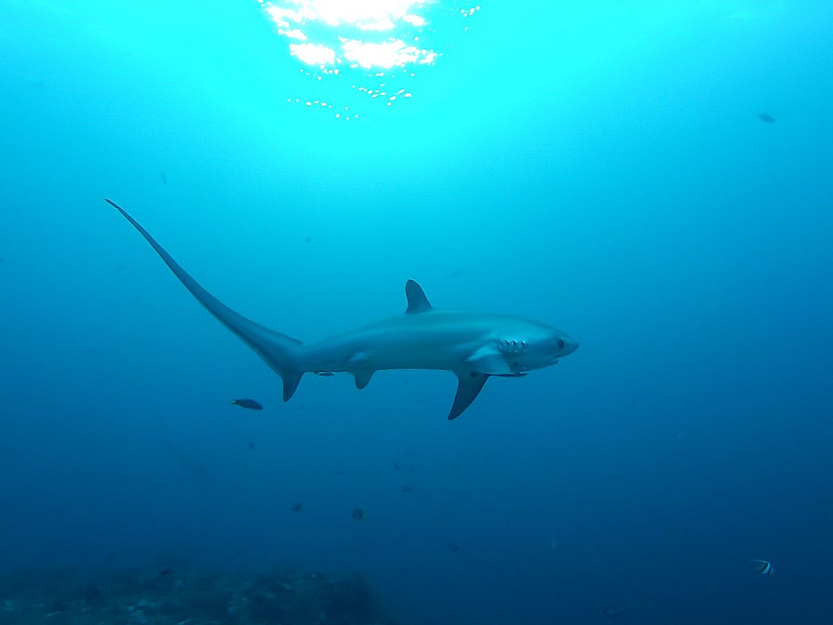 How dangerous is a Thresher shark? Why are thresher sharks tails so