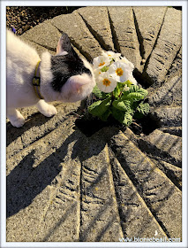 Smooch smelling the primulas @BionicBasil®