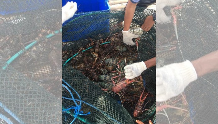 Era Baru Pengelolaan Sumber Daya Lobster di Indonesia
