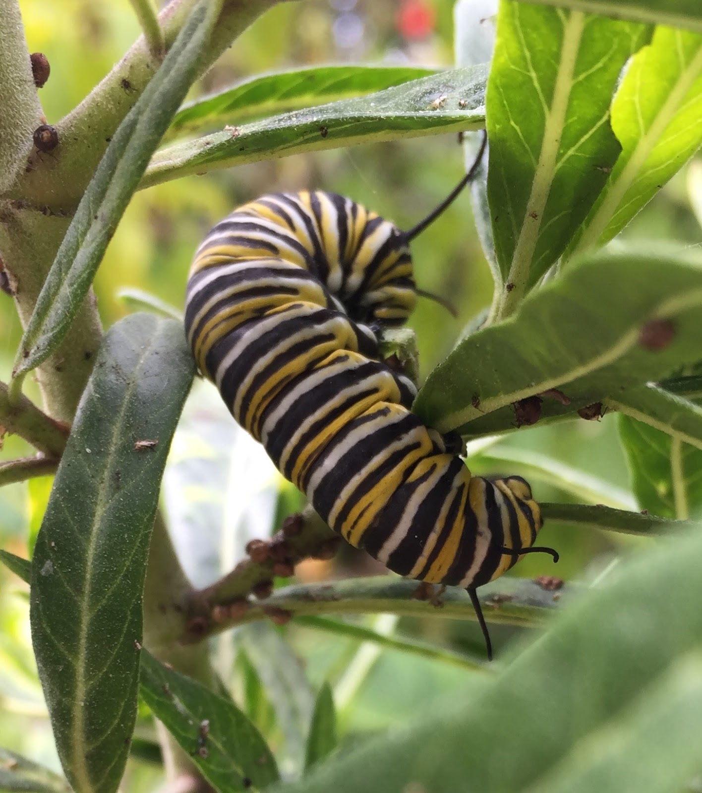 BirdCam on Cheltenham Monarch Caterpillar!