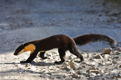 wilds Marten