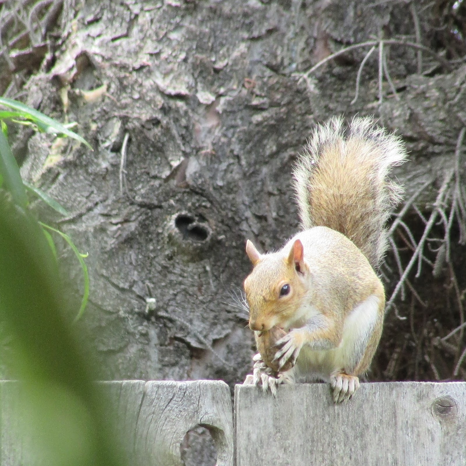 ATTIC CLUTTER A SQUIRREL on my fence..
