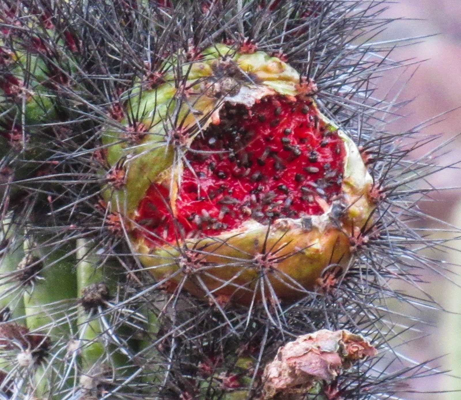 Cannundrums Organ Pipe Cactus Flowers and Fruit