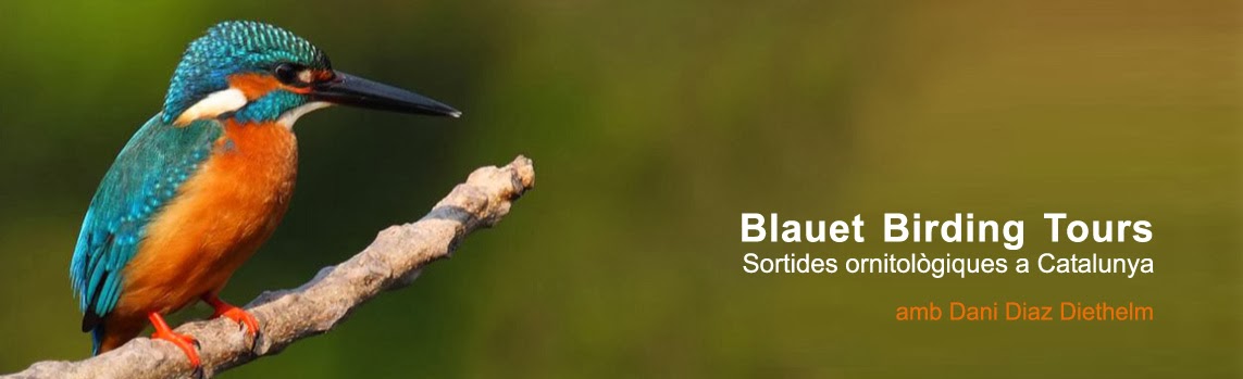 Blauet  Birding Tours/BBT