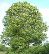 Nuin the Ash tree