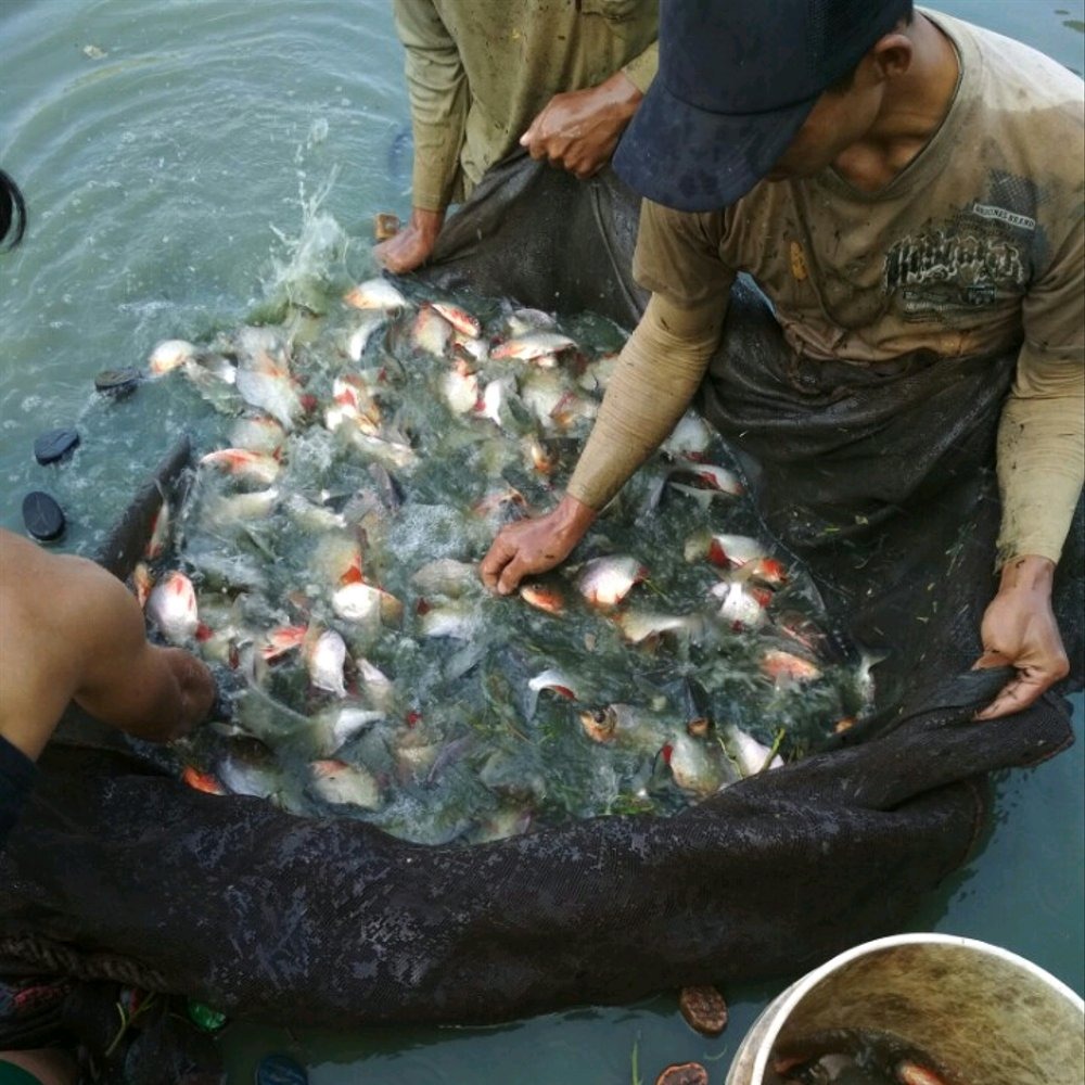 Cara Budidaya Ikan Bawal di Kolam Terpal, Kamu Sudah Tahu? - Ayo Bertani