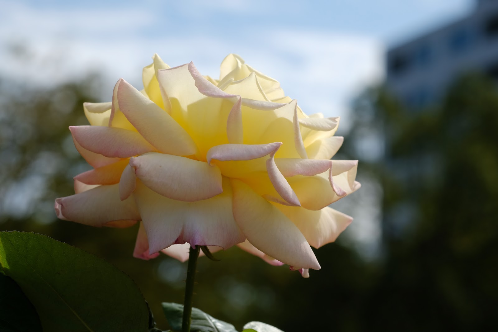 DSCF4125.JPG