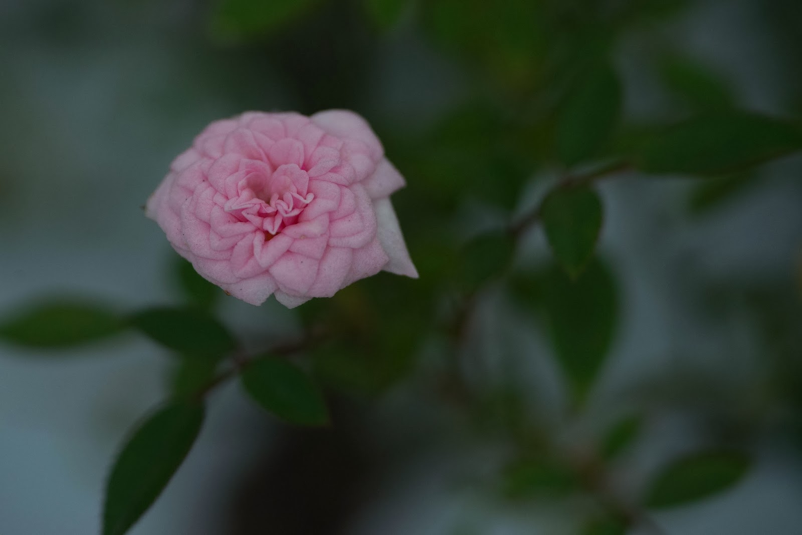 Flower Gallery Rose Gallery Marilyn バラ・ギャラリー マリリン