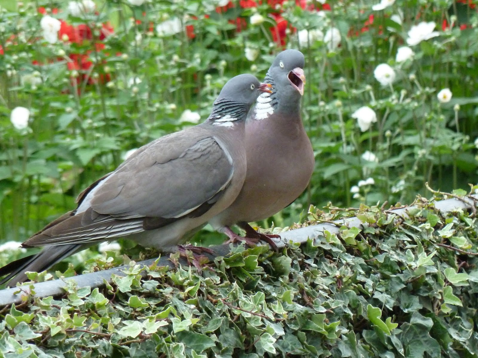 P. P. le Moqueur Deux pigeons s'aimaient d'amour tendre