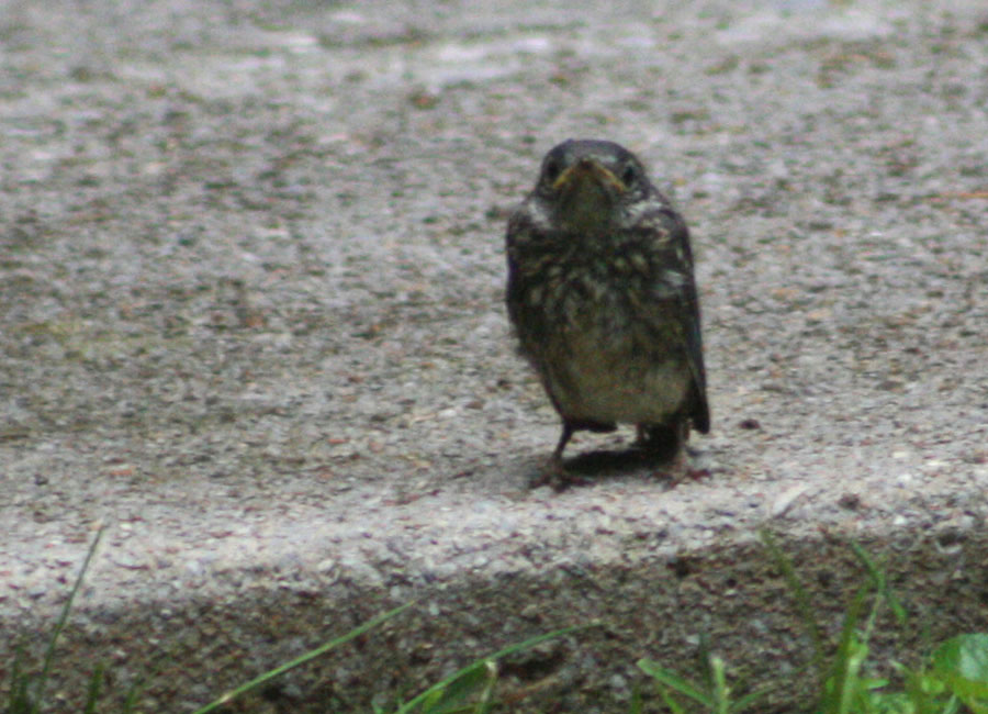 Vickie Henderson Art: Bluebirds' Fledging Day