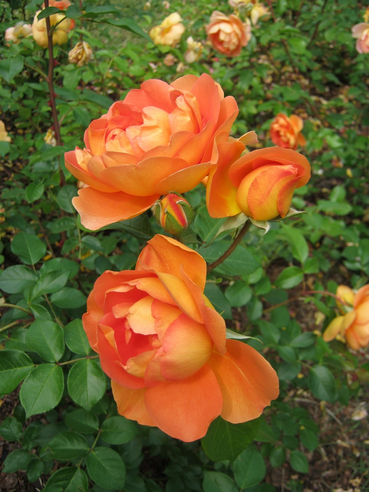 lynwaho Italian roses