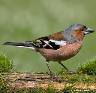 Photo Andreas Giessler Buchfink