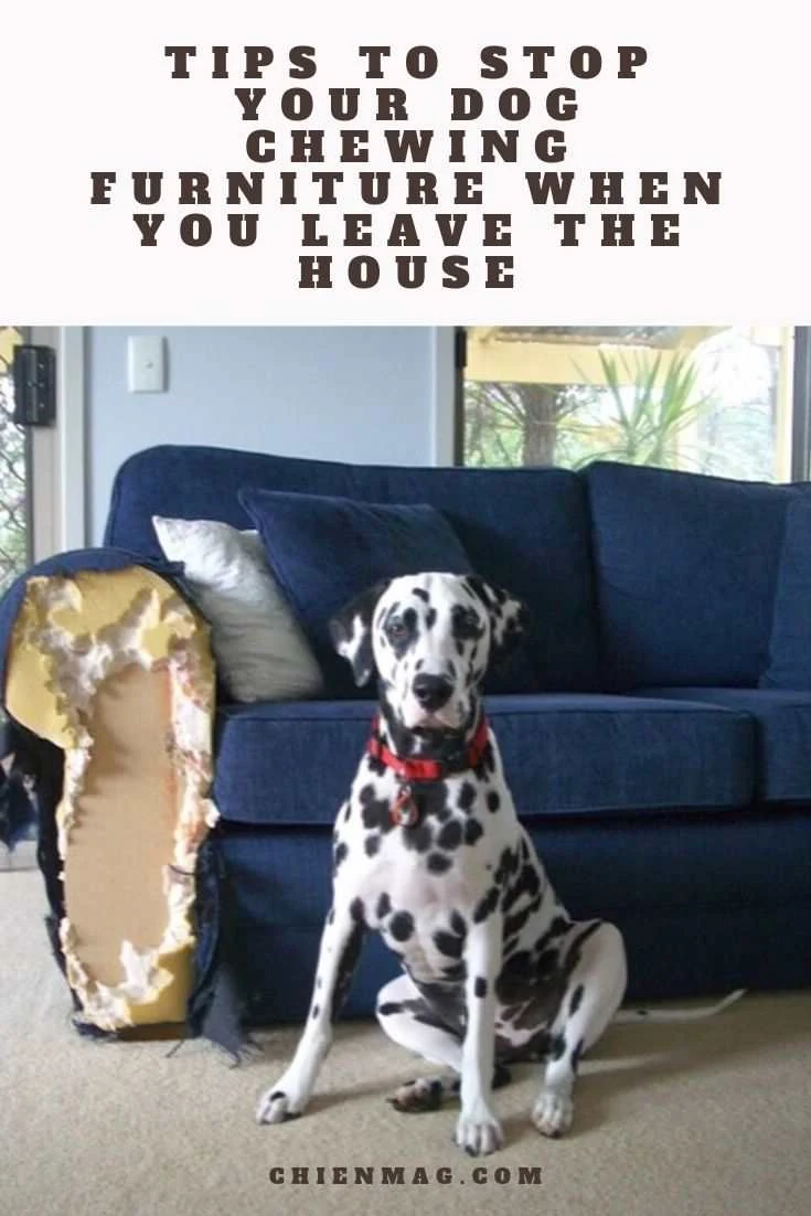 Stop Your Dog From Chewing Furniture Tips and Tricks