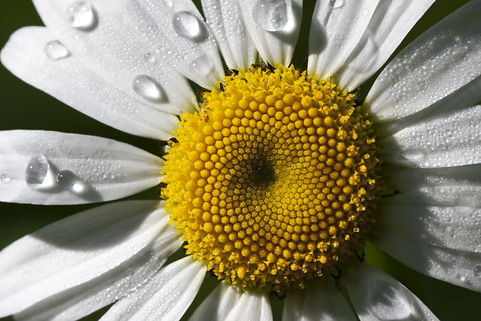 Mathematics & Art: Fractals in Nature