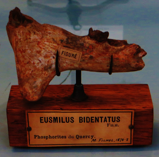 Eusmilus bidentatus çenesi