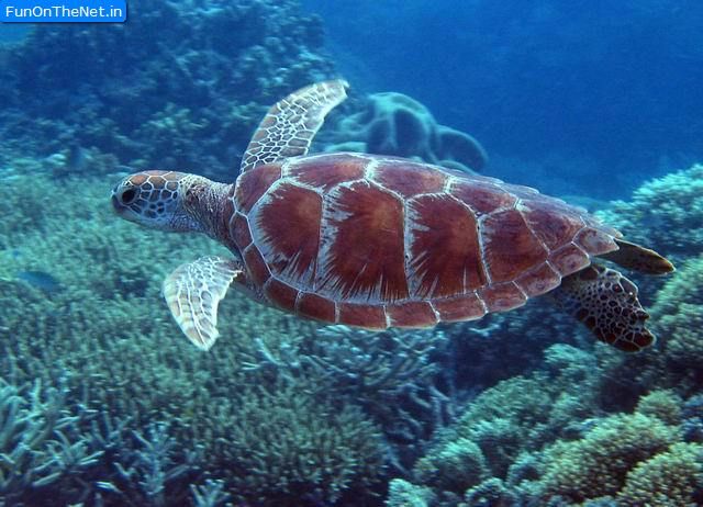 Sea turtle great barrier reef Sea turtle great barrier reef