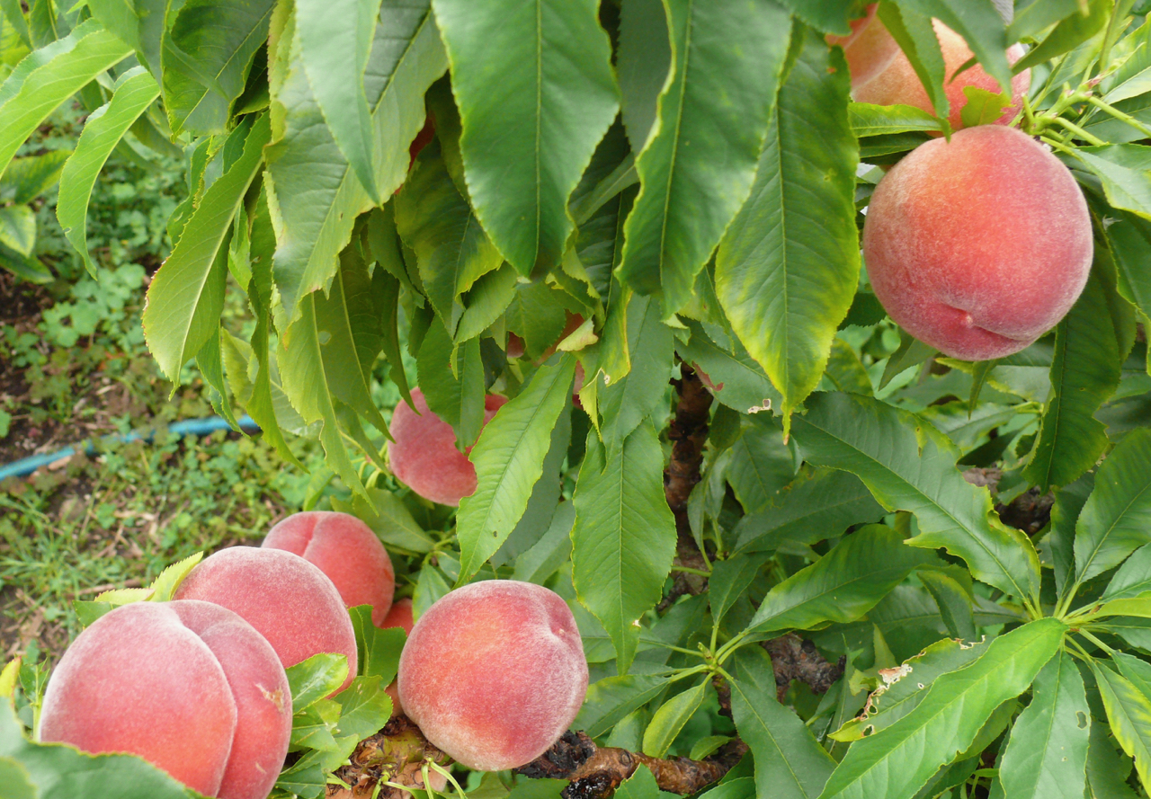 The Food Garden Group Blog Fruit Peaches and Nectarines