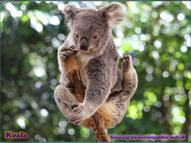 Mewarnai Gambar  Koala  Imut Mewarnai Gambar 