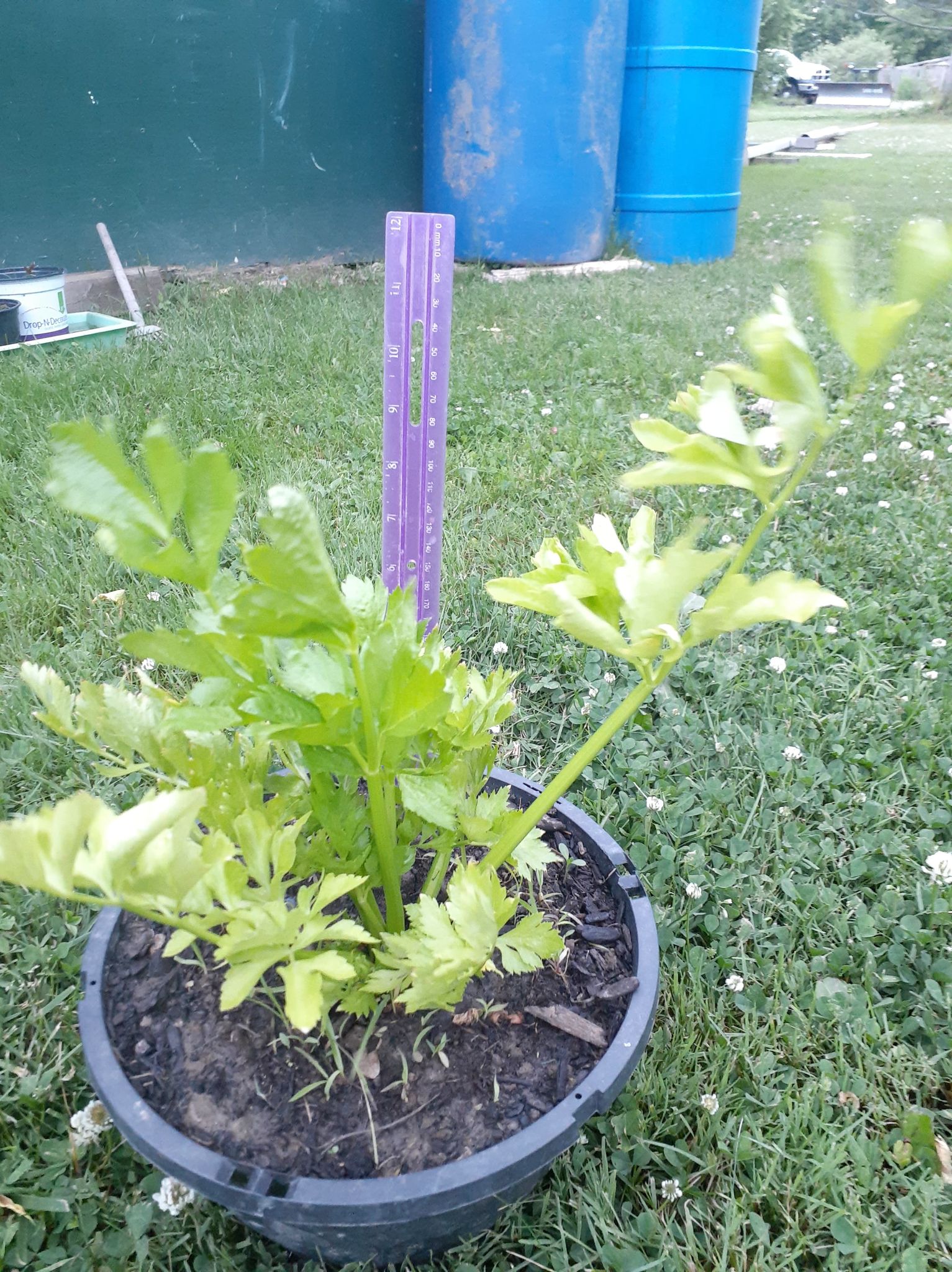 Kelly's Classroom Online How to Grow Celery from Scraps + STEM Activity